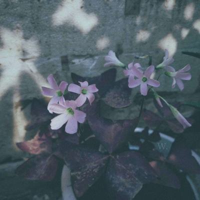 鸭脖app下载app下载