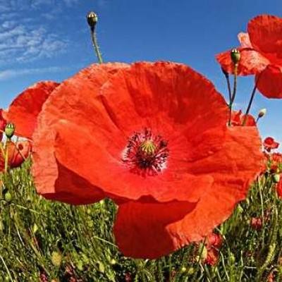 im电竞官方网站下载手机版