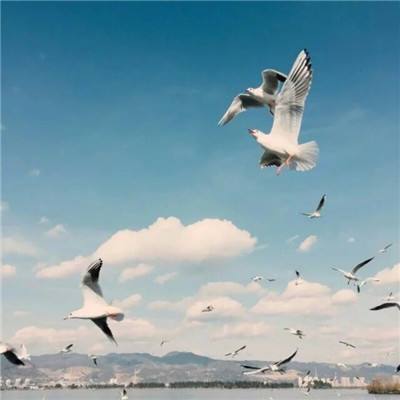 欧意在线登录-登录入口截图